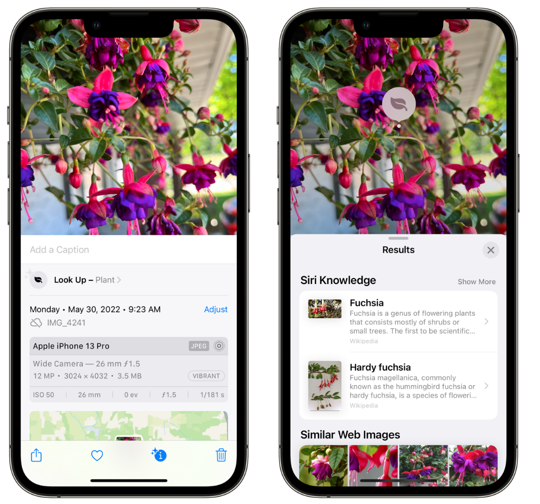 镇康苹果手机维修分享小技巧：使用 iPhone 相机识别花卉植物 